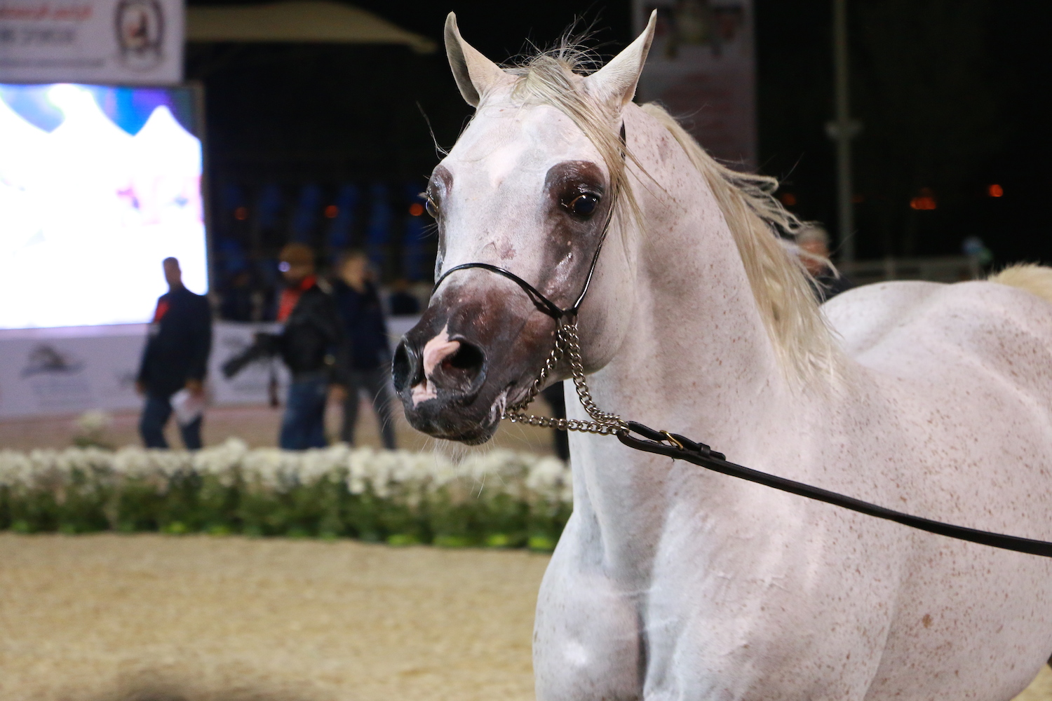 Bahrain National Championship - Silver Champion Senior Stallion SL Kasjmir