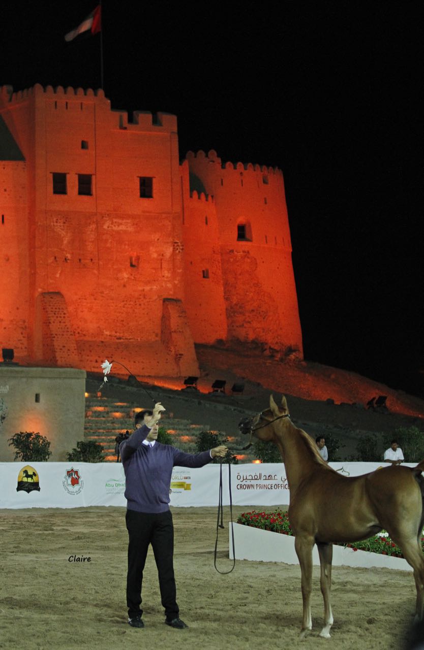 Fujairah National Arabian Horse Show against the backdrop of historical Fujairah Fort