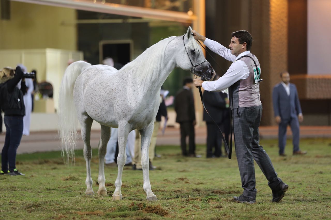 Ajman Arabian Horse Show - photo by Bianca Landolfi