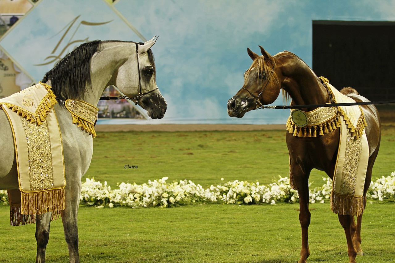 Ajman Arabian Horse Show - Senior Champion Stallions - photo by Claire Reignaud