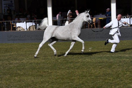 Prince Sultan Arabian Horse Festival - Norma - photo by Jan Kan 