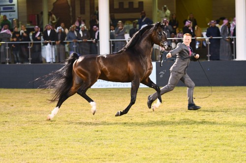 Prince Sultan Arabian Horse Festival - Emerald J - photo by Jan Kan