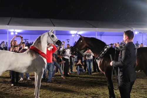 2017 Bahrain 1st International Arabian Horse Show