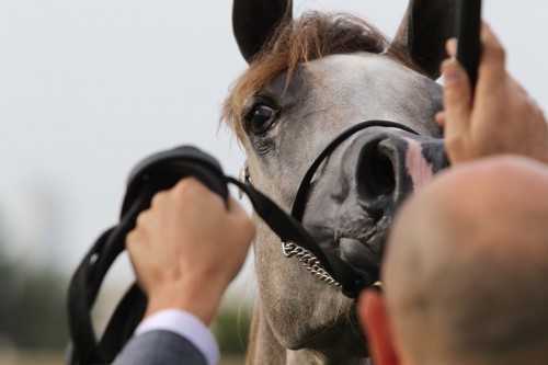 2017 Abu Dhabi International Arabian Horse Festival