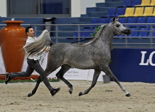 2017 Sharjah International Arabian Horse Festival - photo Claire Reignaud - D Ajayeb