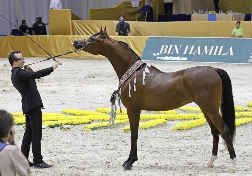 2017 Dubai International Arabian Horse Championship- Pharaoh HBV photo by Claire Reigneaud