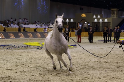 2017 Dubai Arabian Horse Championship - Norma