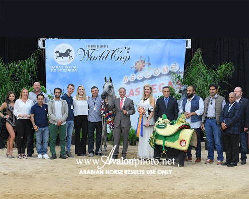 2017 Las Vegas Arabian Breeders World Cup